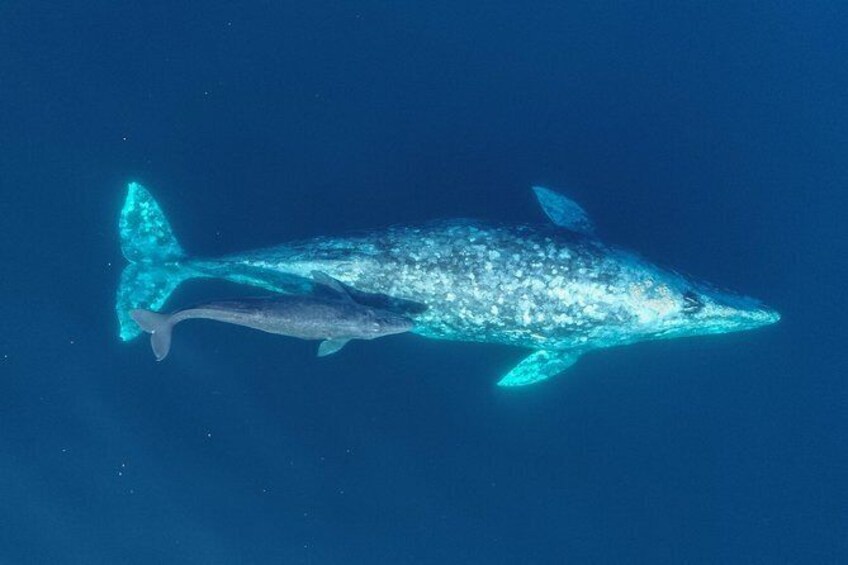 Show item 5 of 7. Whale-Watching Cruise from Newport Beach