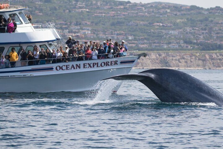 Whale-Watching Cruise from Newport Beach