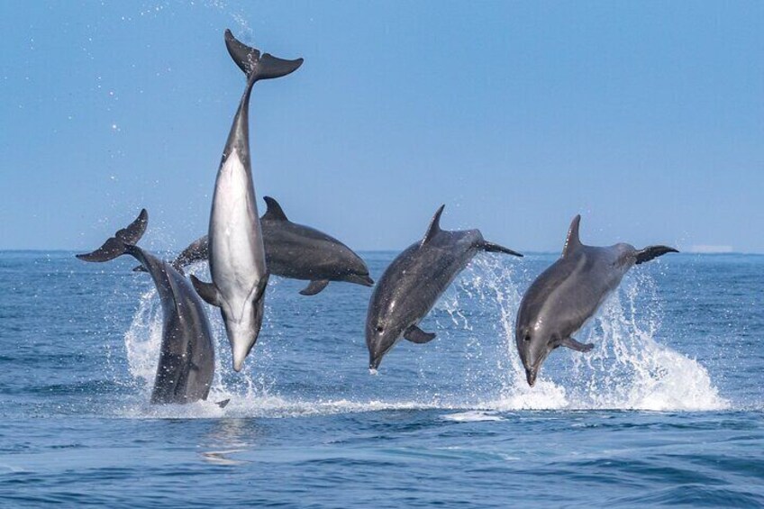 Whale-Watching Cruise from Newport Beach