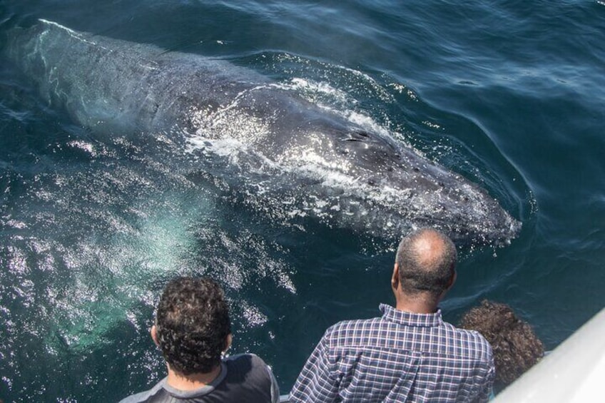 Whale-Watching Cruise from Newport Beach