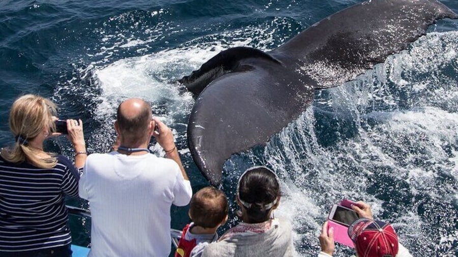 Whale-Watching Cruise from Newport Beach
