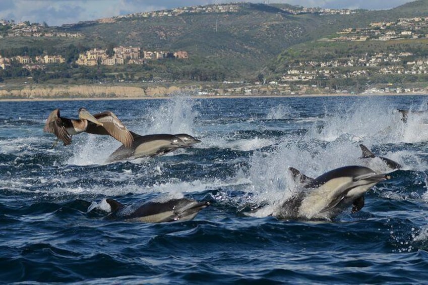Show item 4 of 7. Whale-Watching Cruise from Newport Beach