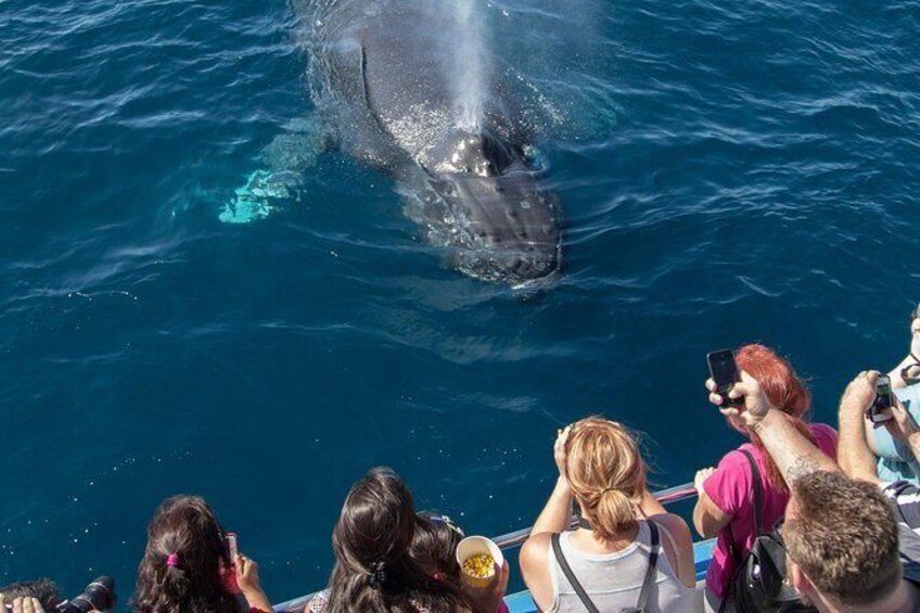 Show item 1 of 7. Whale-Watching Cruise from Newport Beach
