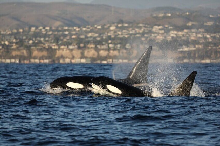 Whale-Watching Cruise from Newport Beach