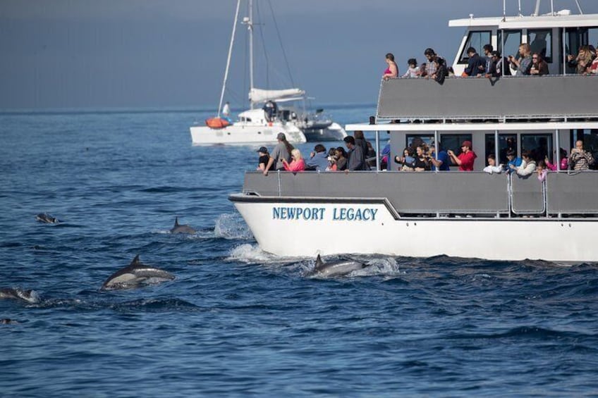 Whale Watching Cruise