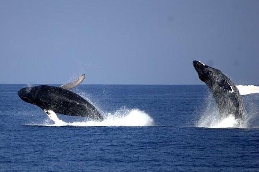 Show item 2 of 7. Whale-Watching Cruise from Newport Beach