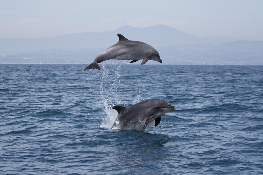 Whale-Watching Cruise from Newport Beach