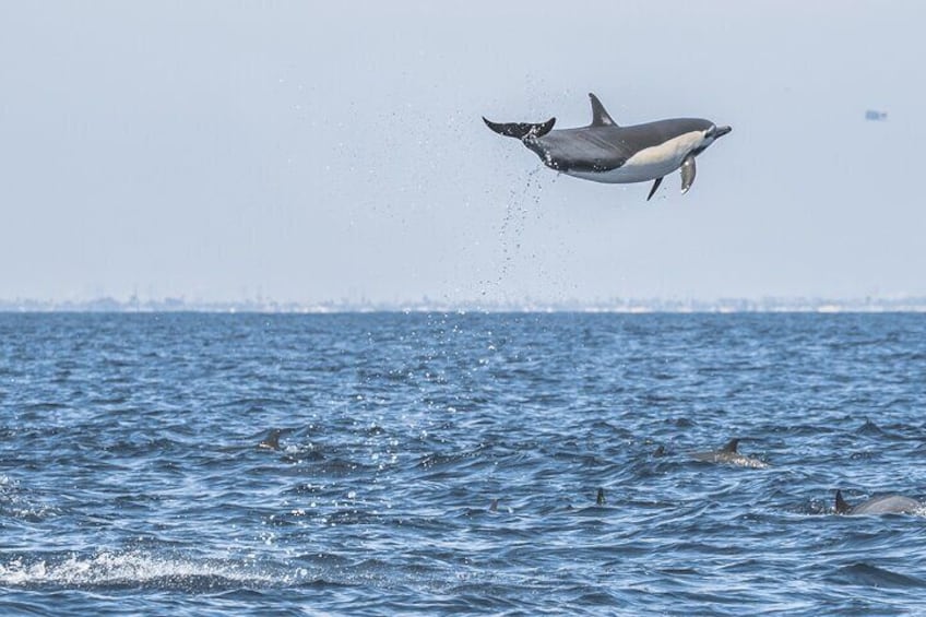 Whale-Watching Cruise from Newport Beach