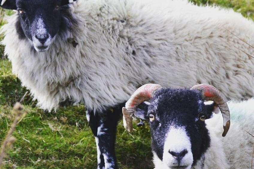 Sheep in the Dales