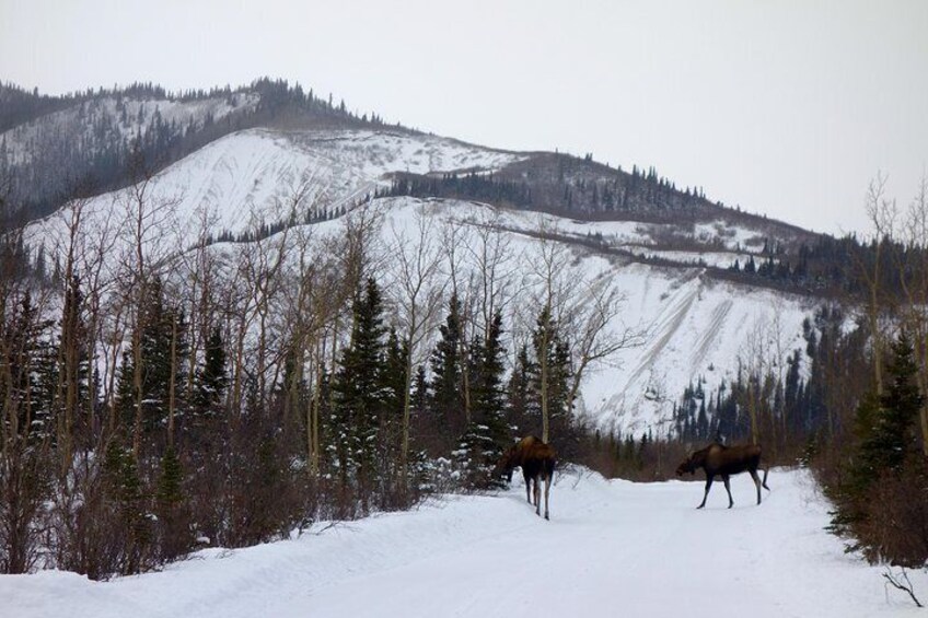 Moose on the trail