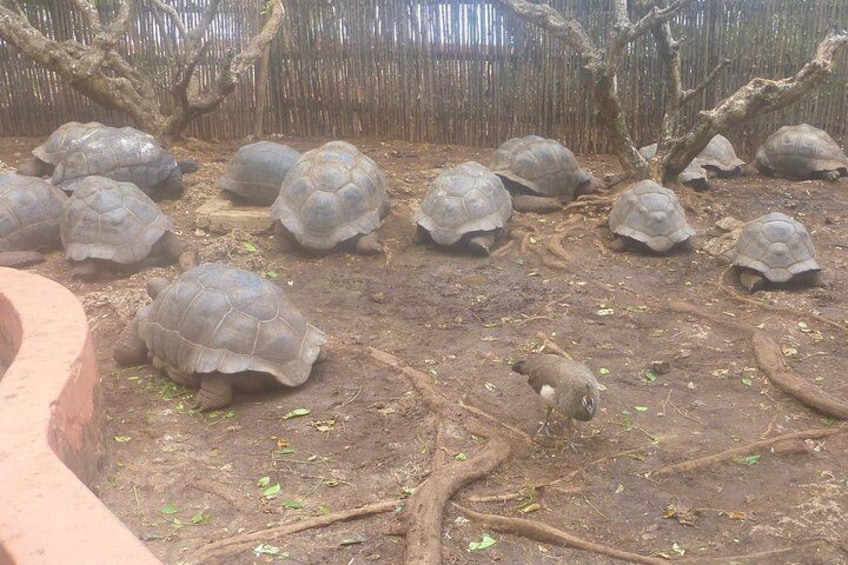 Giant Tortoises