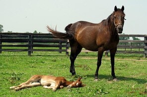 Half-Day Lexington Kentucky Horse Farm Tour