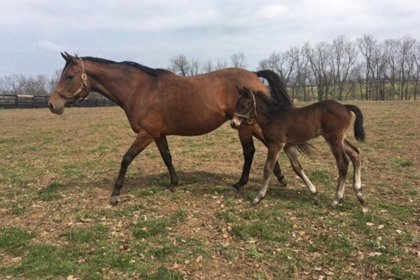 Show item 1 of 2. Bluegrass Horse Farm Tour