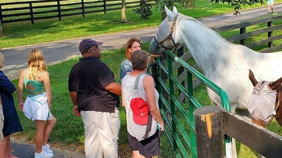 Unique Horse Farm Tours with Insider Access to Private Farms