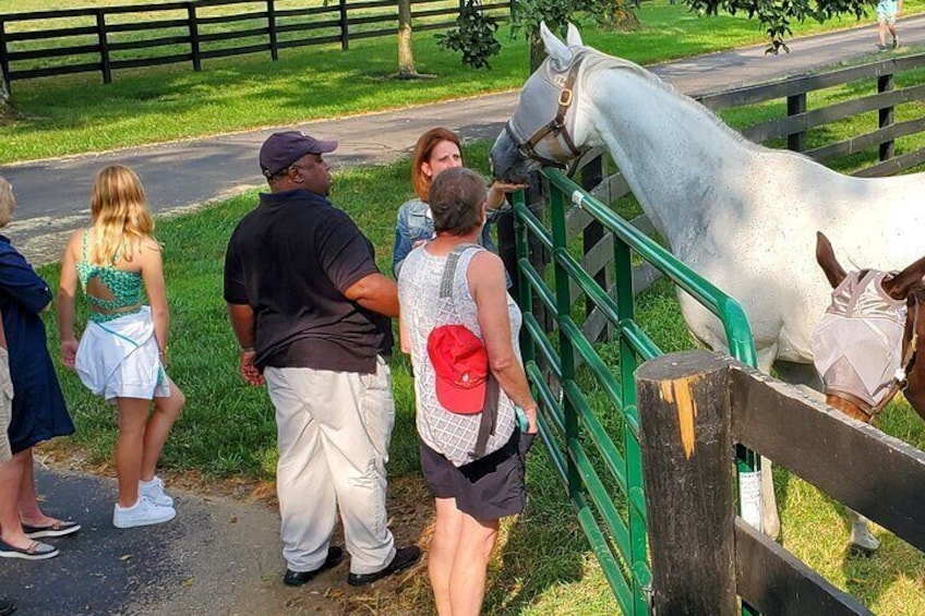 Unique Horse Farm Tours with Insider Access to Private Farms