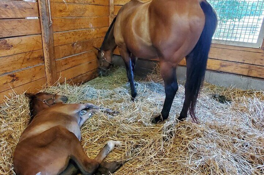 Mare with her foal. So cute!