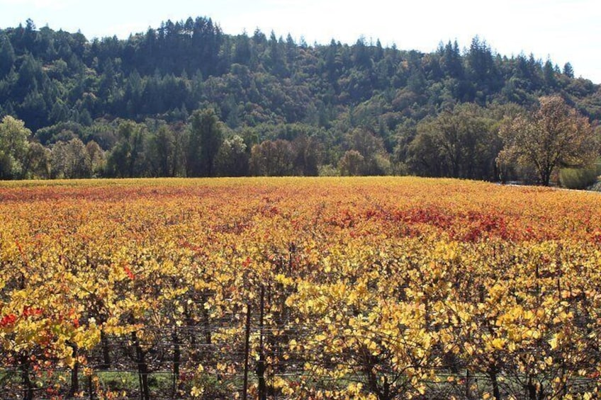 Guided Healdsburg Wine Country Bike and Wine Tasting Tour with lunch
