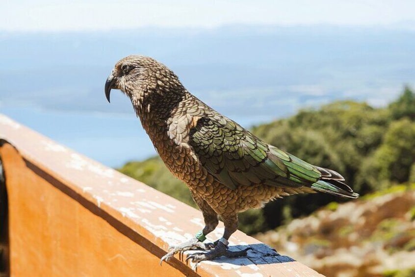 Award Winning Milford Sound Extraordinaire Day-Tour from Te Anau