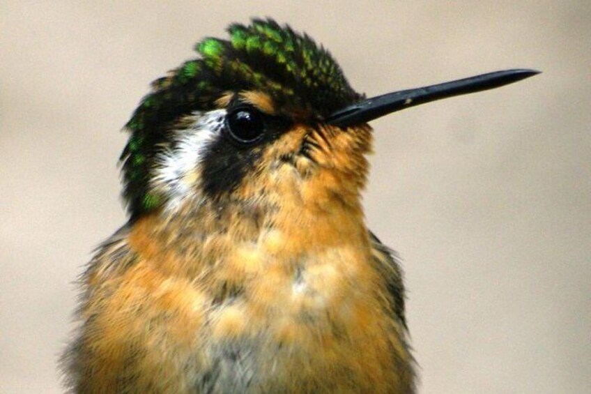 Cloud Forest Hummming Birds