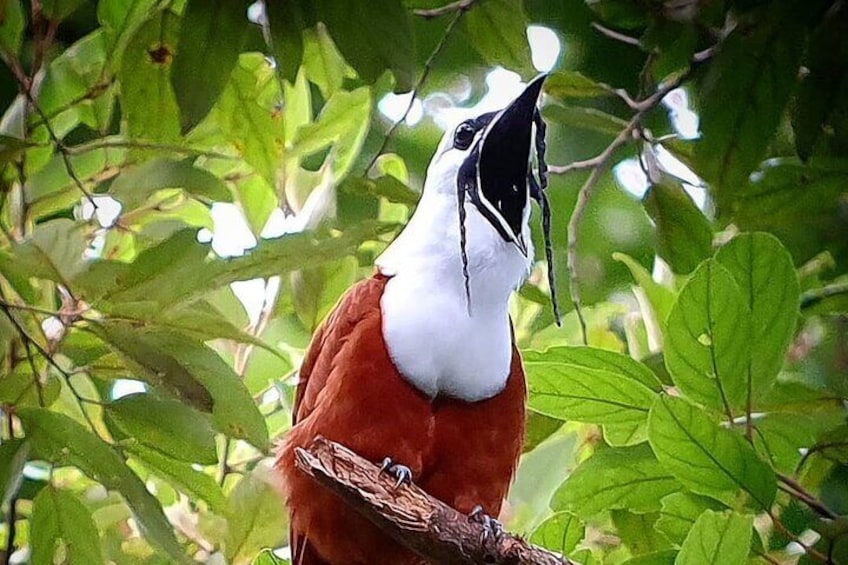 Three-wattled Bellbird
Monteverde Cloud Forest Tour with Johnny loves nature