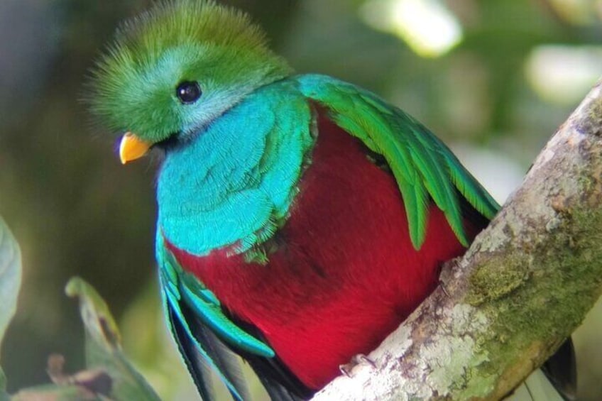 Respledent Quetzal
Monteverde Cloud Forest Tour with Johnny loves nature