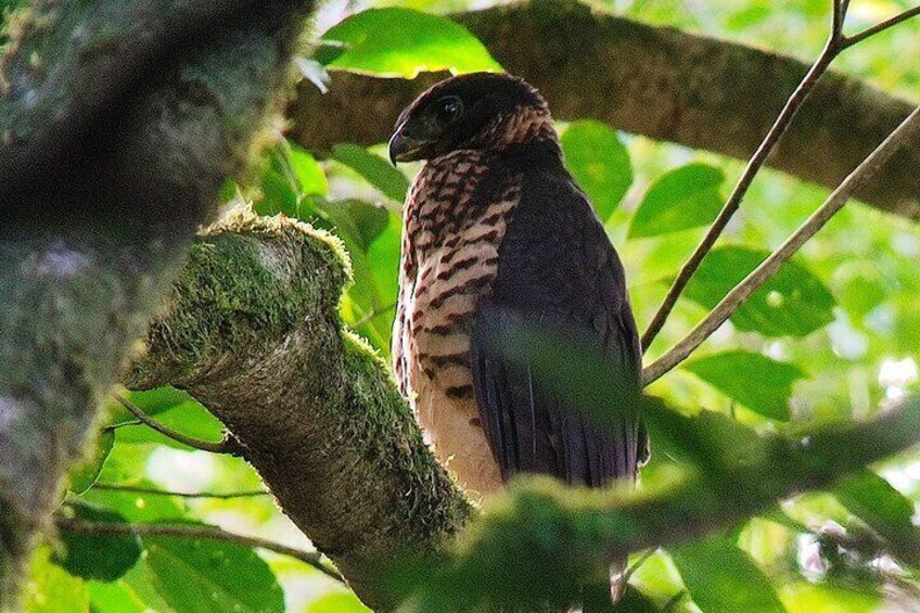 Collared-Forest-Falcon
Monteverde Cloud Forest Tour with Johnny loves nature