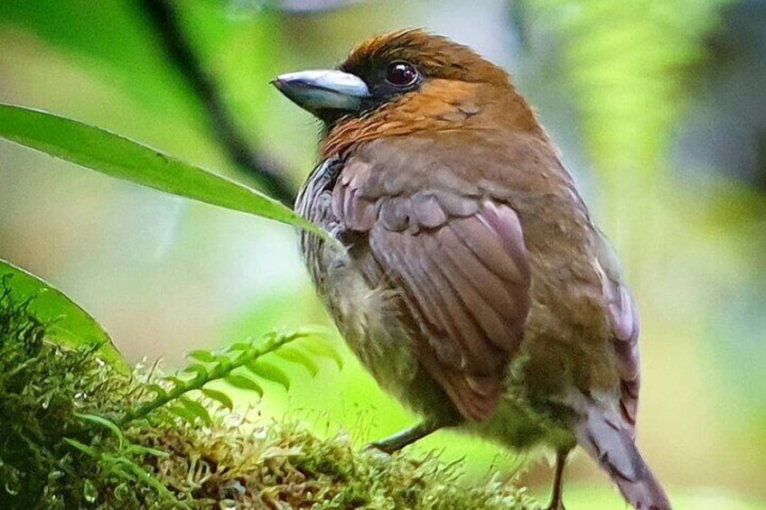 Monteverde Cloud Forest Tour with Johnny loves nature