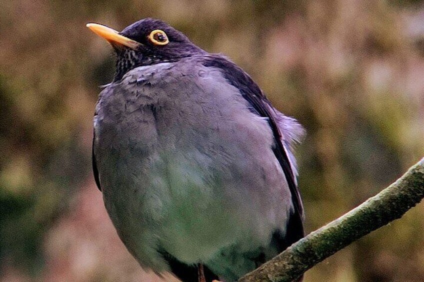 white-throated Thrush
Monteverde Cloud Forest Tour with Johnny loves nature