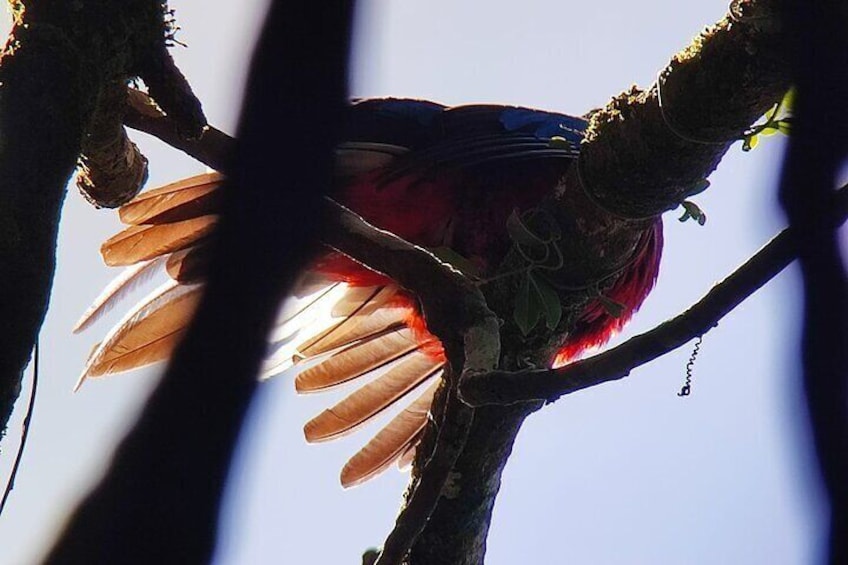  Santa Elena Cloud Forest Private Tour with Johnny loves nature