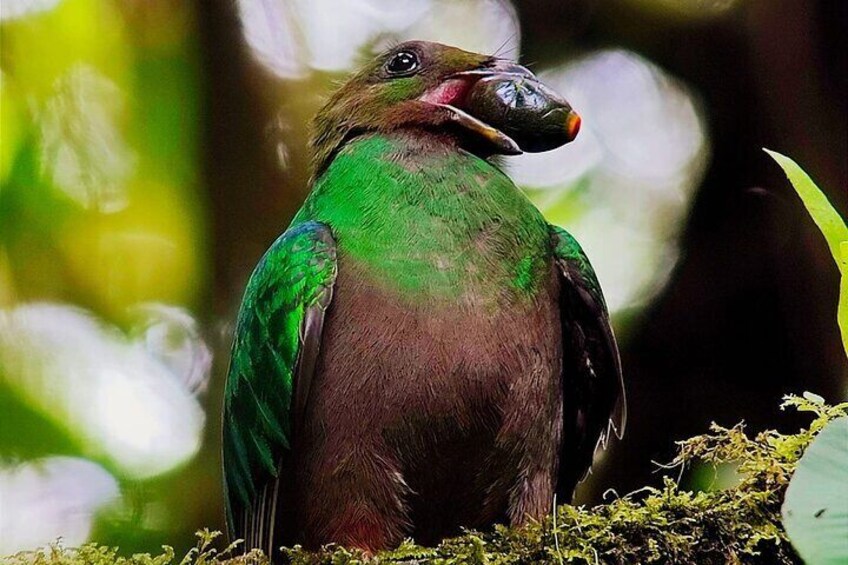 Resplendent Quezal
Monteverde Cloud Forest Tour with Johnny loves nature