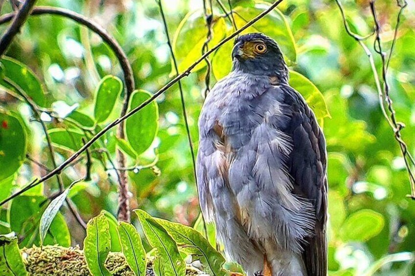 Bicolored Hawk
Monteverde Cloud Forest Tour with Johnny loves nature