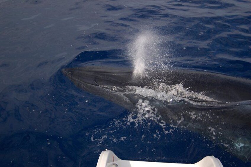 Seaborn catamaran dolphin and whale watching