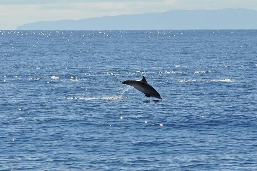 Seaborn catamaran dolphin and whale watching