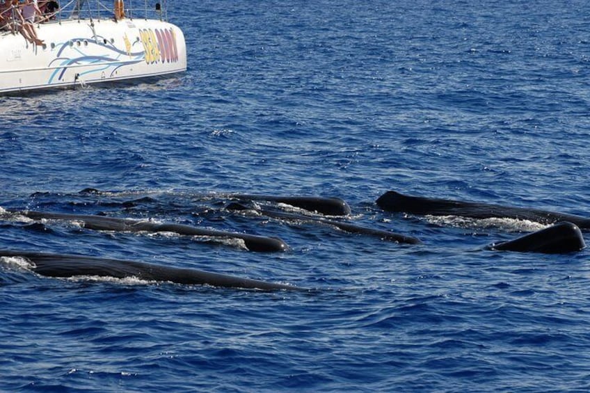 Seaborn catamaran dolphin and whale watching