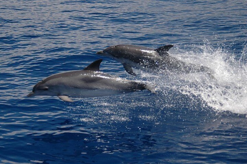 Seaborn catamaran dolphin and whale watching