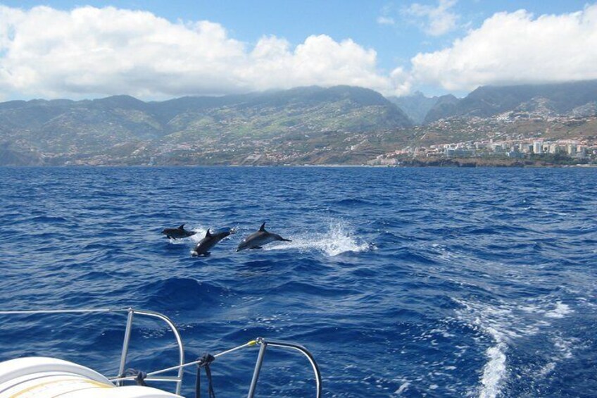 Seaborn catamaran dolphin and whale watching