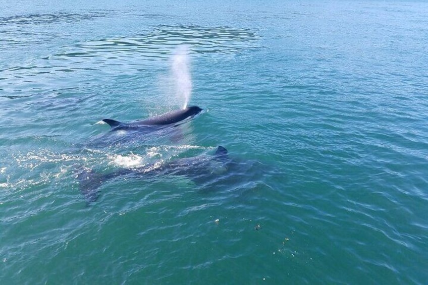 Anacortes Whale Watching