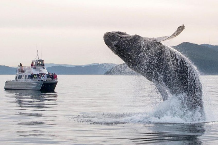 Blackfish II with Breaching Humpback Whale