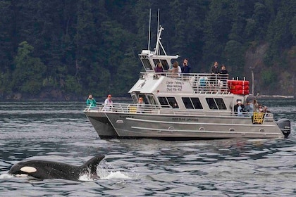 Anacortes Whale Watching