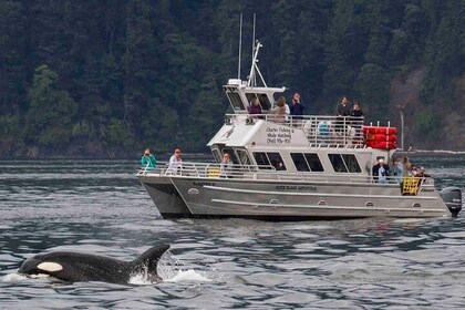 Orcas Island Whale Watching