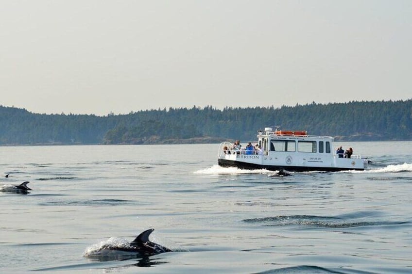 Triton with Porpoises 