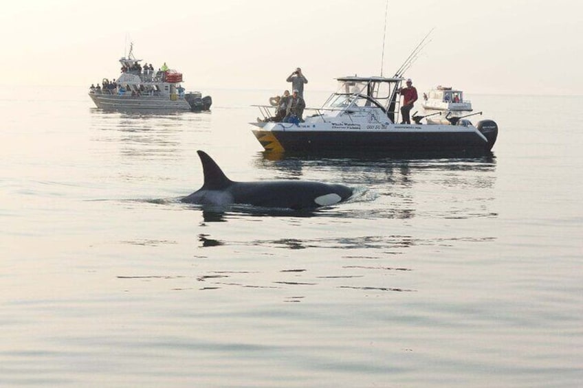 Blackfish III and Blackmouth with Orca