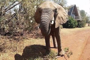 Walk with Elephants in their natural environment