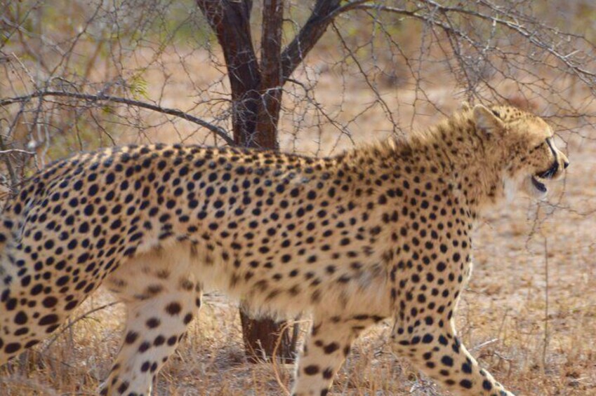 Private 4 Days BIG CATS Kruger Park Safari