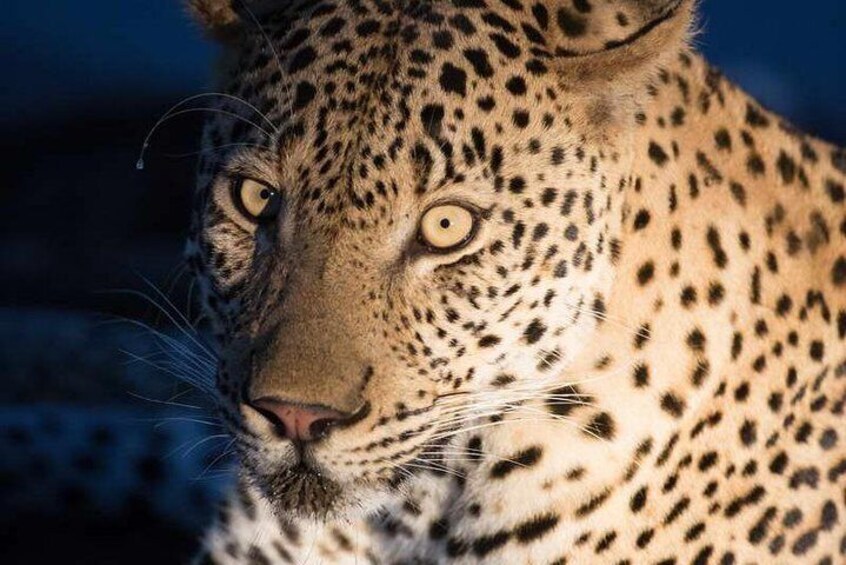 Private 4 Days BIG CATS Kruger Park Safari