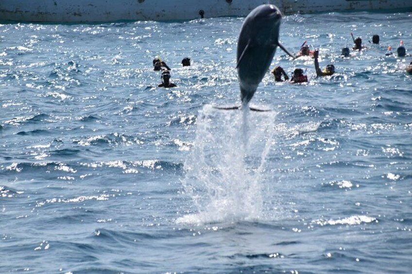 Dolphin House and Banana Boat Fun from Hurghada