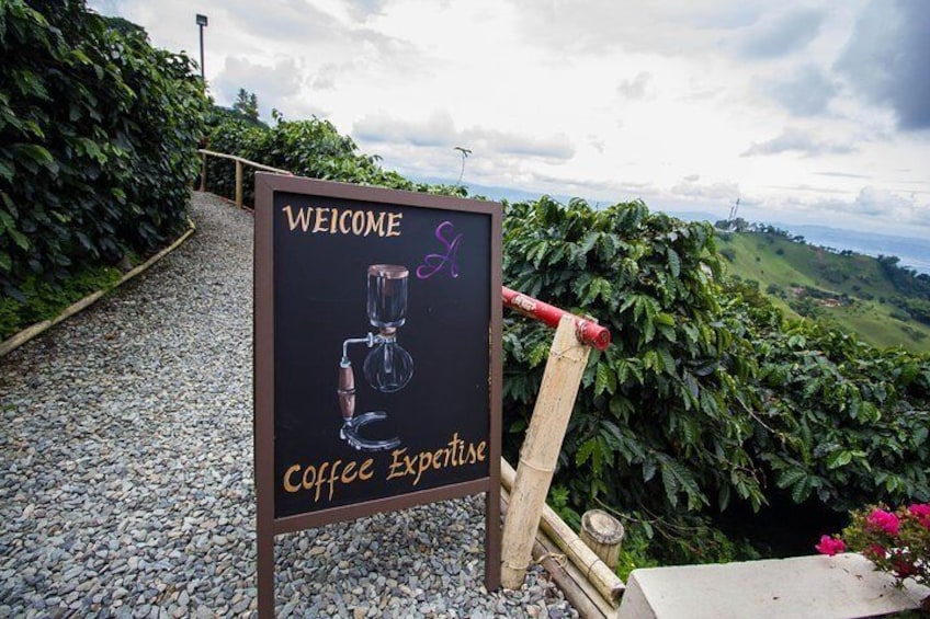 Full day coffee farm experience at Hacienda San Alberto from Salento