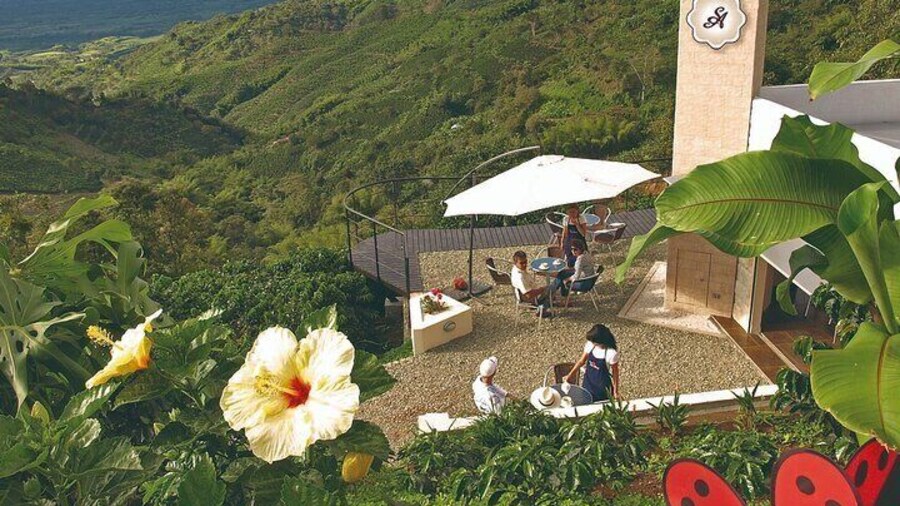 Premium Coffee Farm San Alberto