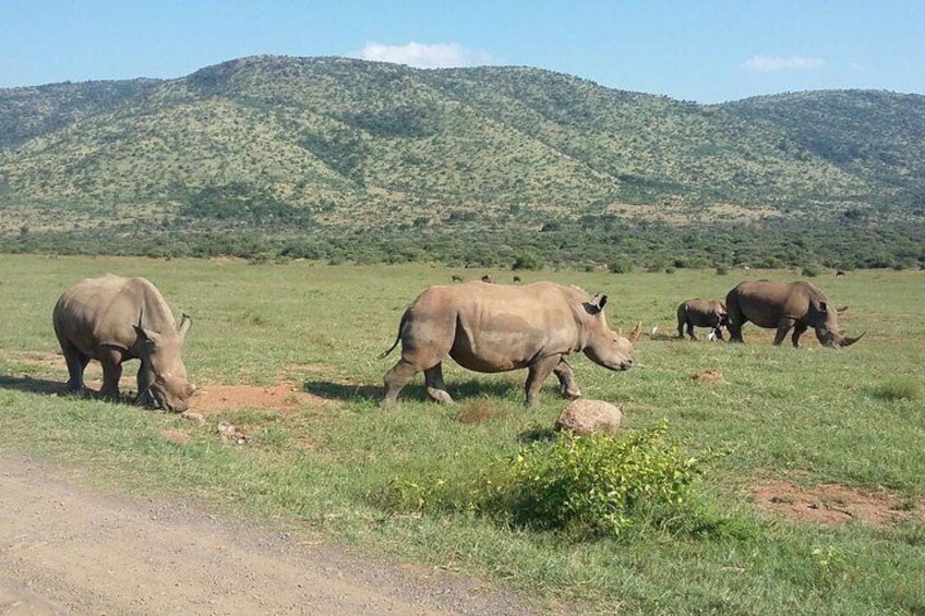 Love these rhino
