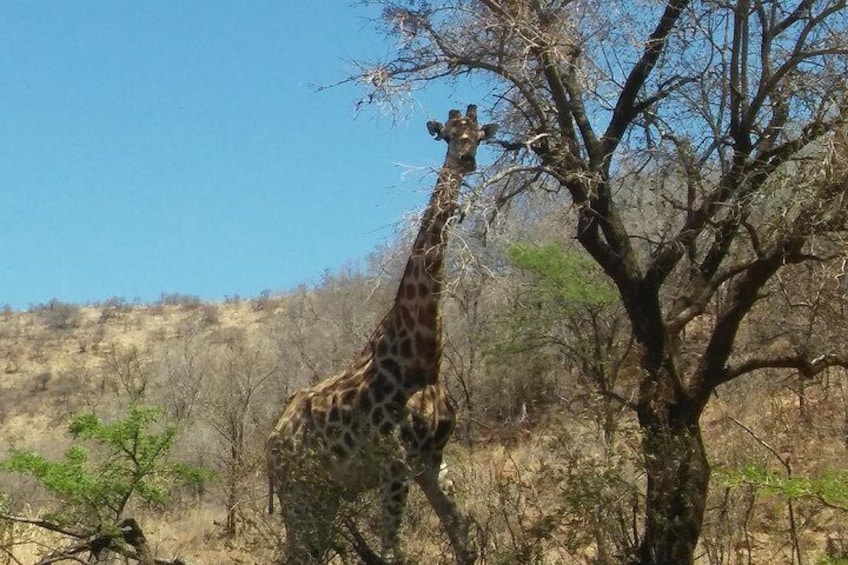 Giraffe common on the half day safari tour